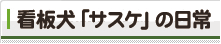 看板犬「サスケ」の日常